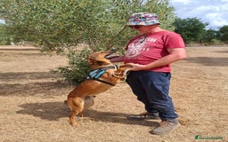 Meticcio cani in regalo: Aladin e' un Mago!  a Città Metropolitana di Bari - Immagine 6