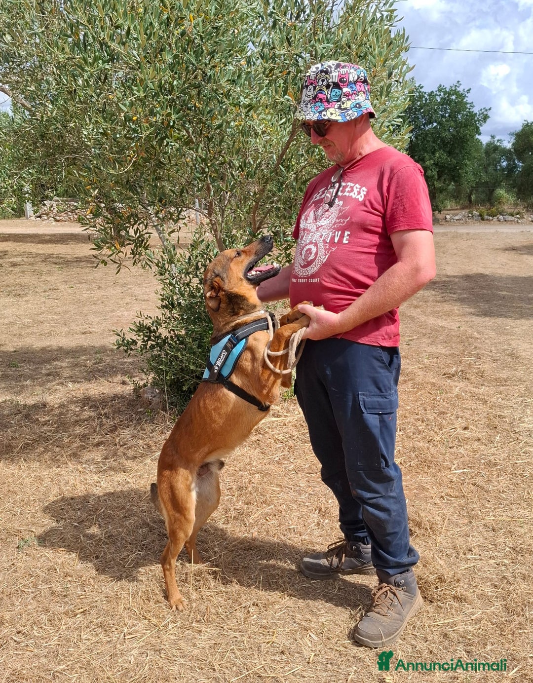 Meticcio cani in regalo: Aladin e' un Mago!  a Città Metropolitana di Bari - Immagine 6