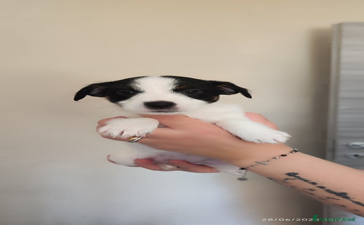 Jack Russell cani a Province of Cuneo - Annuncio 7