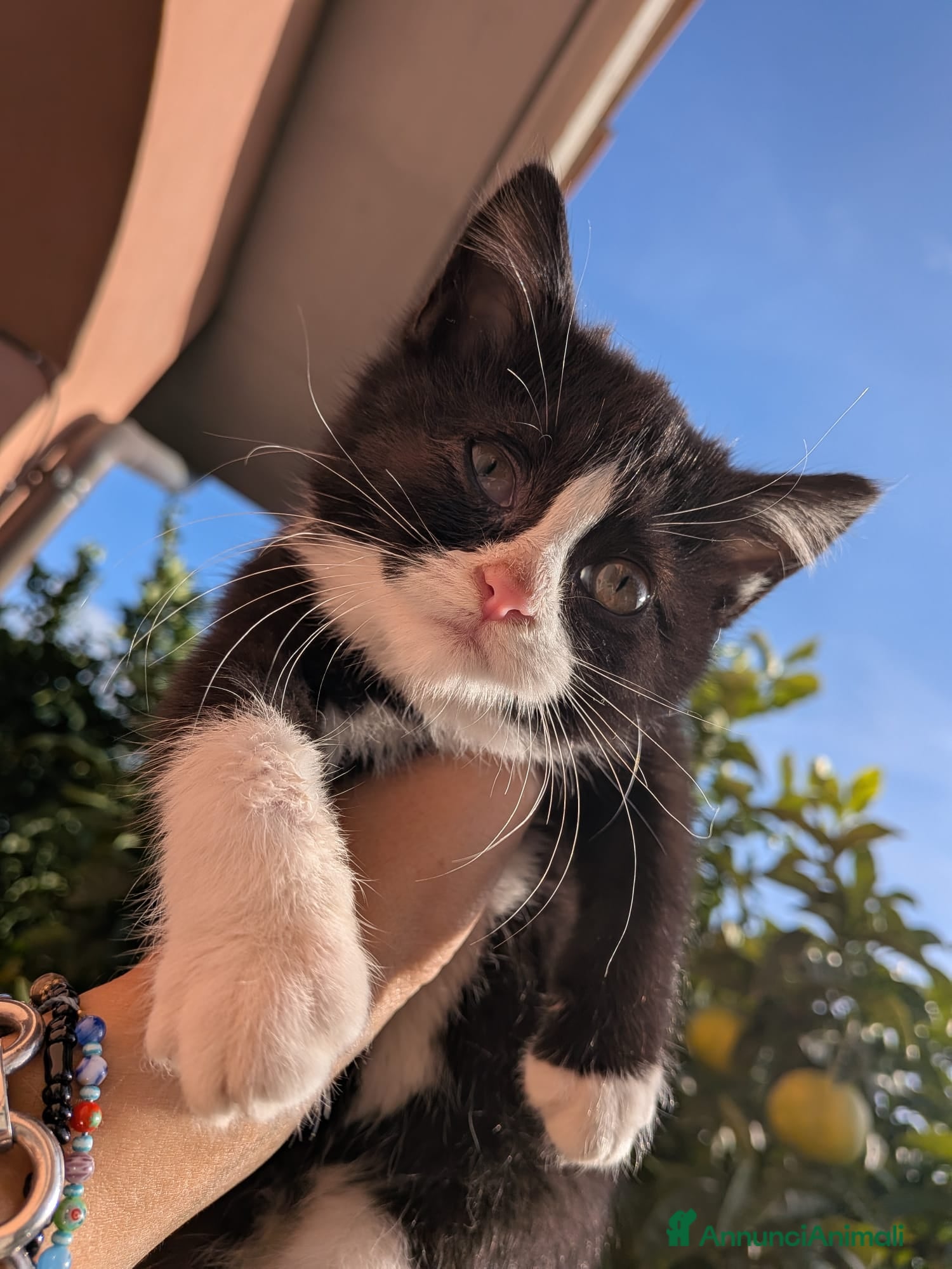 Europeo gatti Dolcissime gattine cercano famiglia amorevole - Annuncio 15