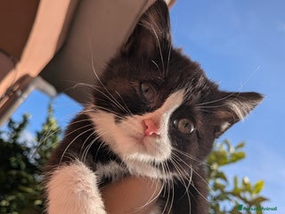 Europeo gatti Dolcissime gattine cercano famiglia amorevole - Annuncio 40