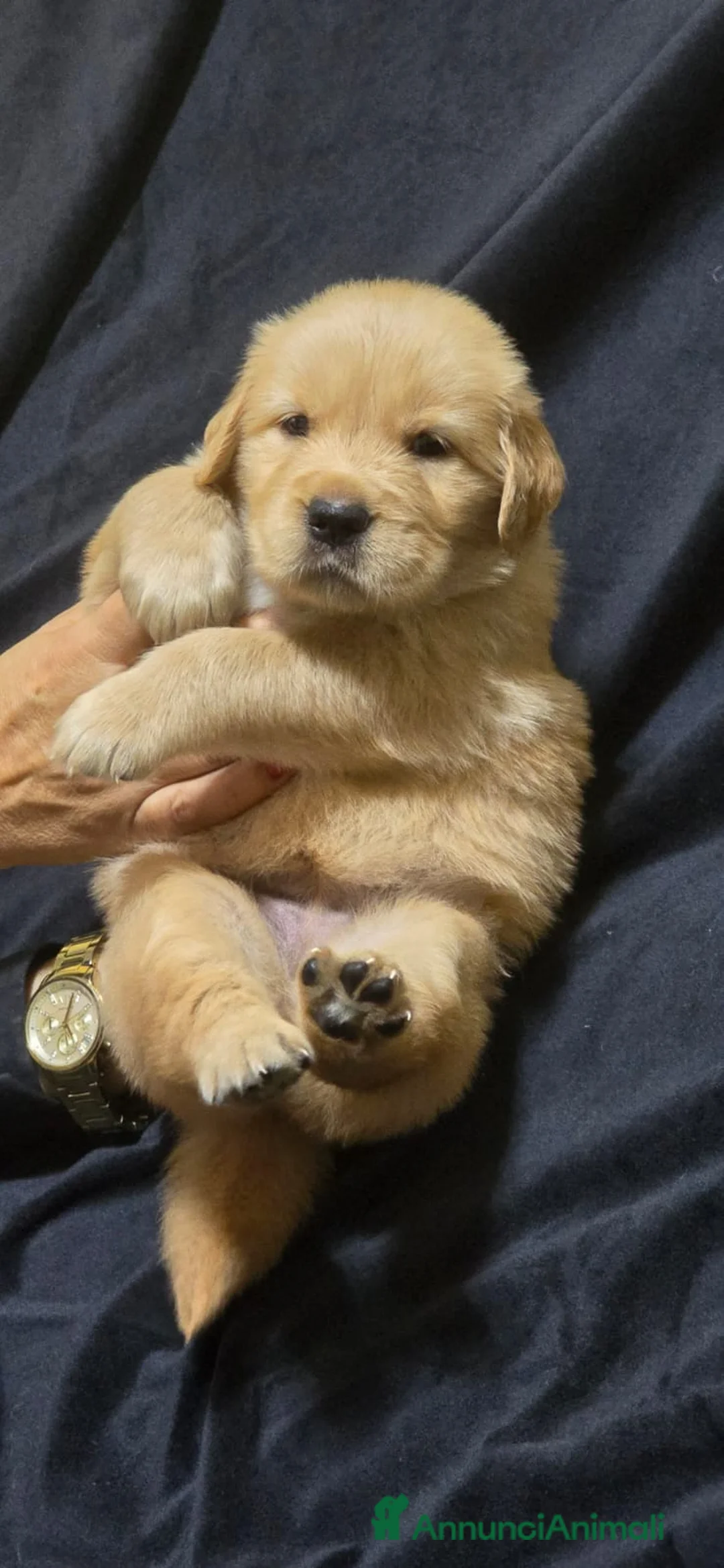 Immagine della galleria {{count}}