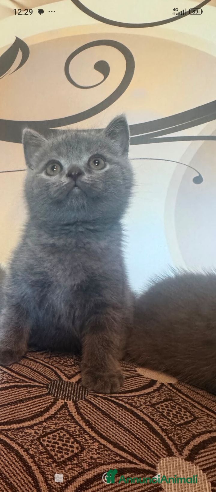 British gatti British scottsih  - Annuncio 7