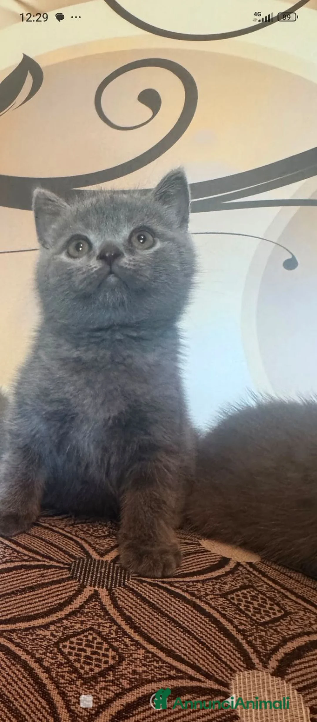 British gatti in vendita: British scottsih  - Annuncio 1