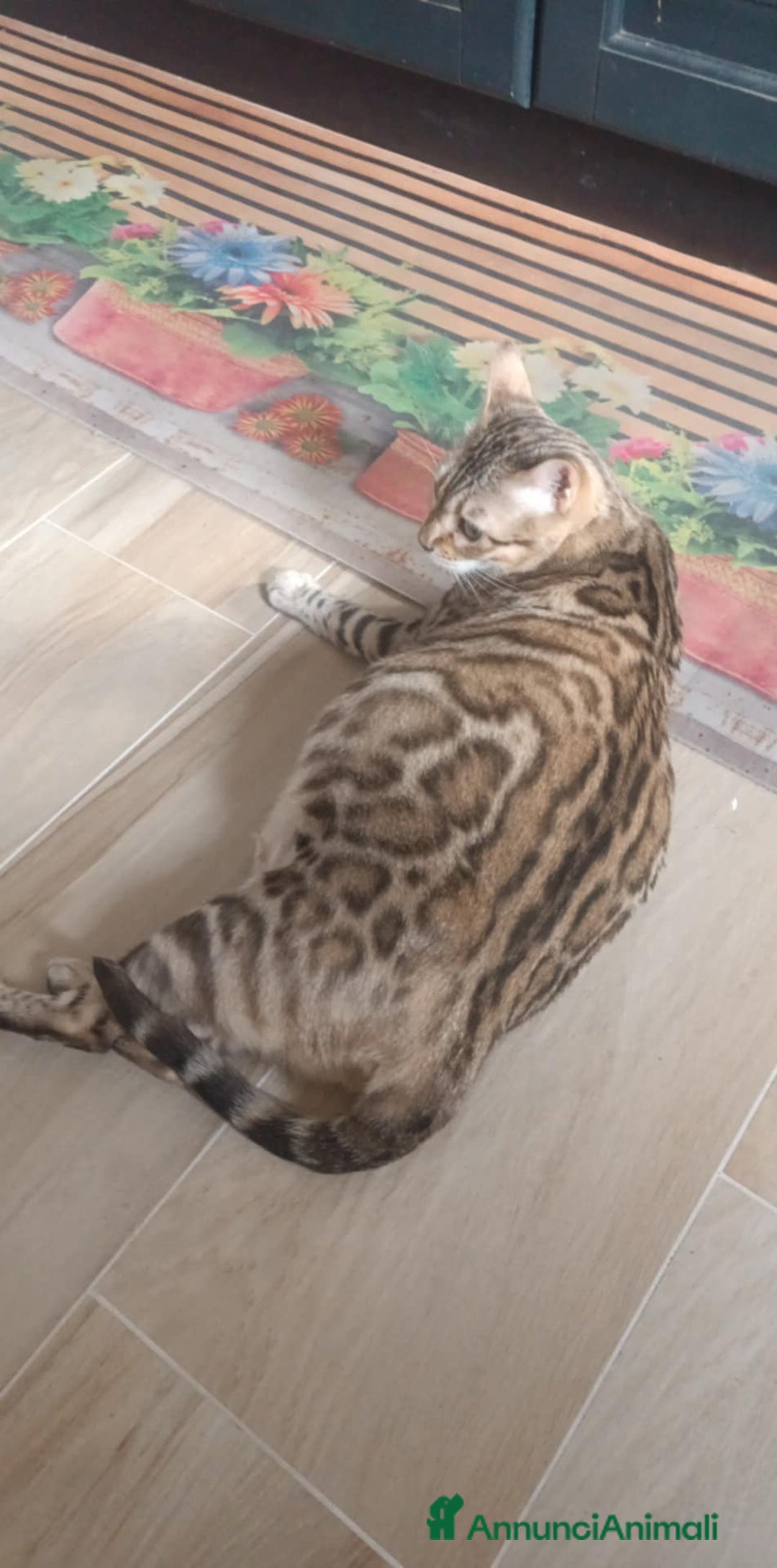 Bengala gatti in vendita: Cuccioli di Bengal in standard Snow Mink  - Annuncio 7