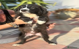 Meticcio cani in regalo: Stefano, Nicola & Giacomo, 3 mesi a Provincia di Bergamo - Immagine 15