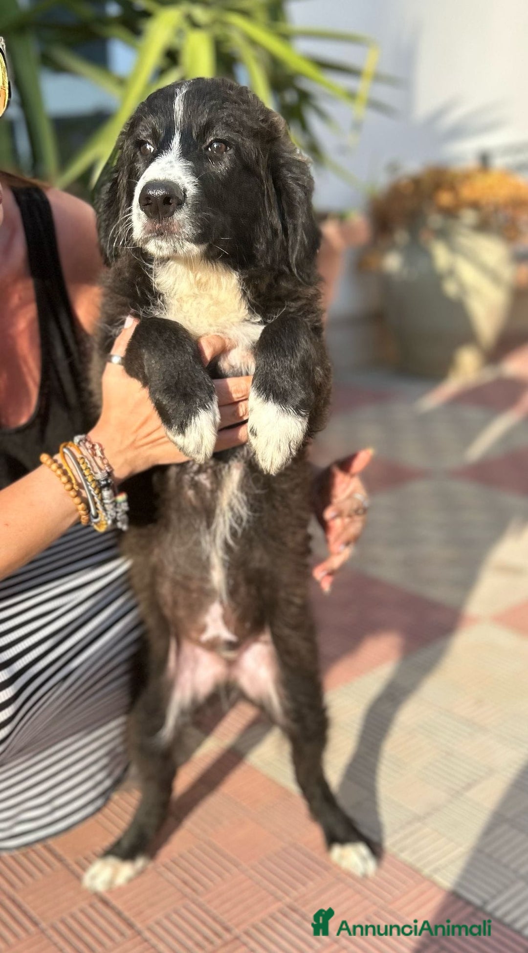 Meticcio cani in regalo: Stefano, Nicola & Giacomo, 3 mesi a Provincia di Bergamo - Immagine 15