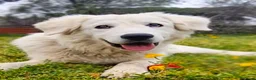 Pastore Maremmano cani in regalo: Sophie cucciolona socievolissima - Annuncio 4
