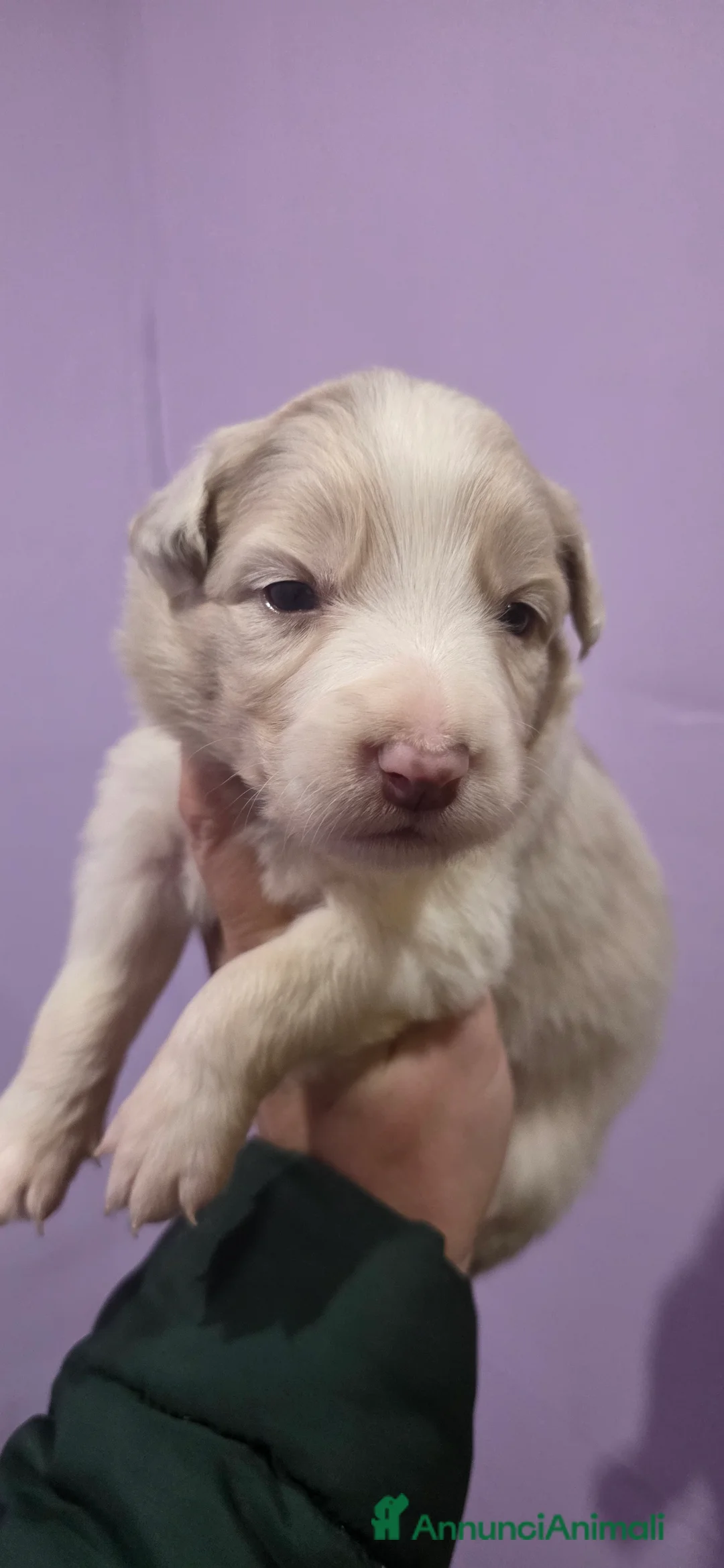 Border Collie cani in vendita: Border collie lilac e blu  - Annuncio 6