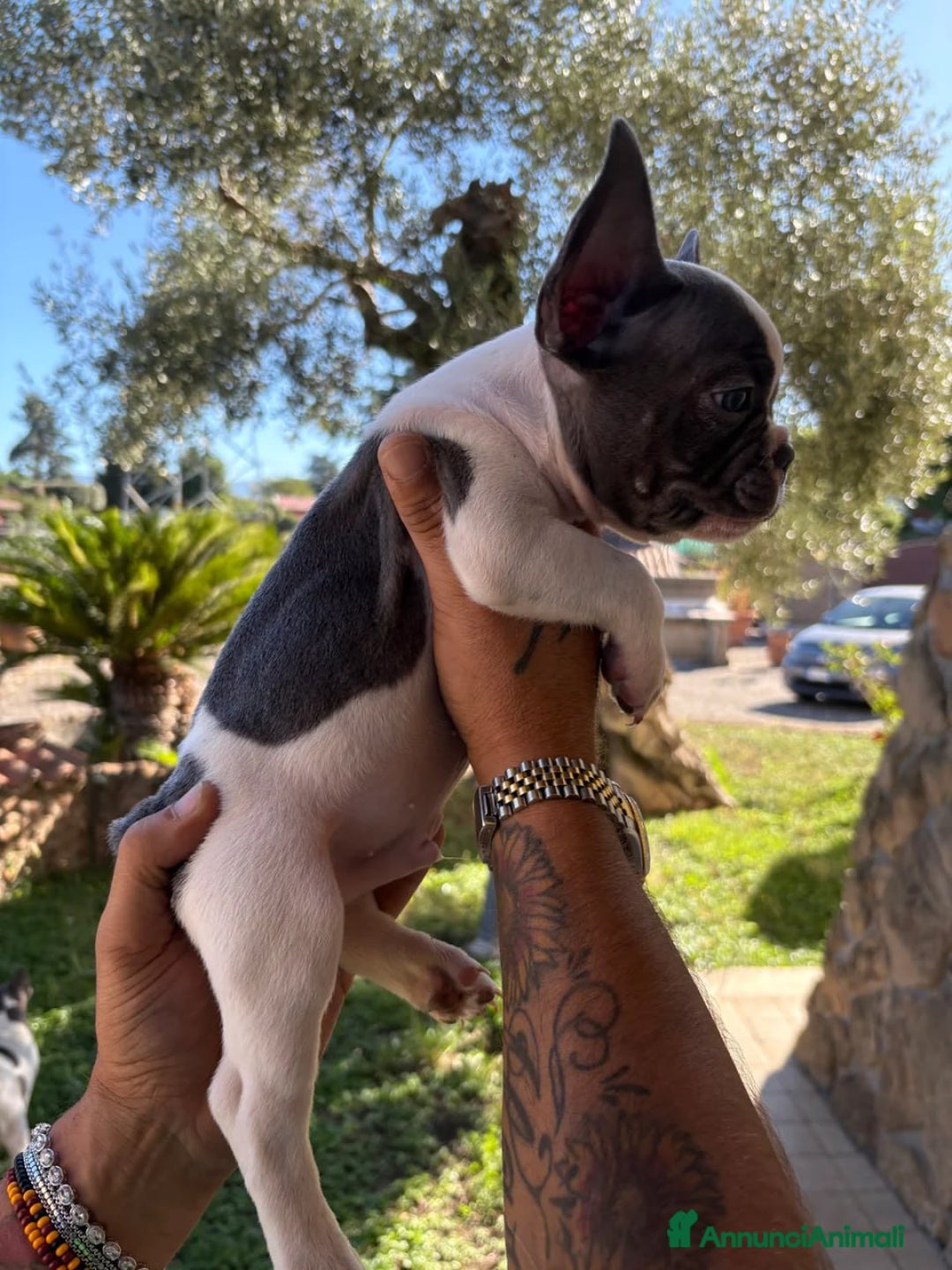 Bulldog Francese cani in vendita: Cuccioli di Bulldog Francese  - Annuncio 7