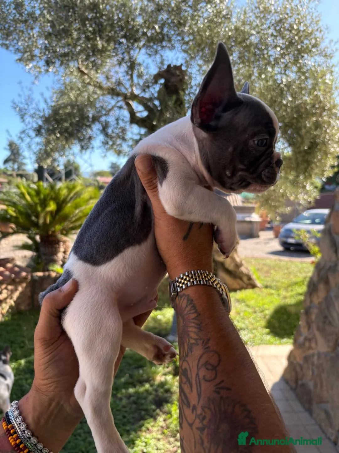 Bulldog Francese cani in vendita: Cuccioli di Bulldog Francese  - Annuncio 7