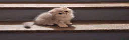 Scottish gatti in vendita: 3 splendidi scottish  - Annuncio 3