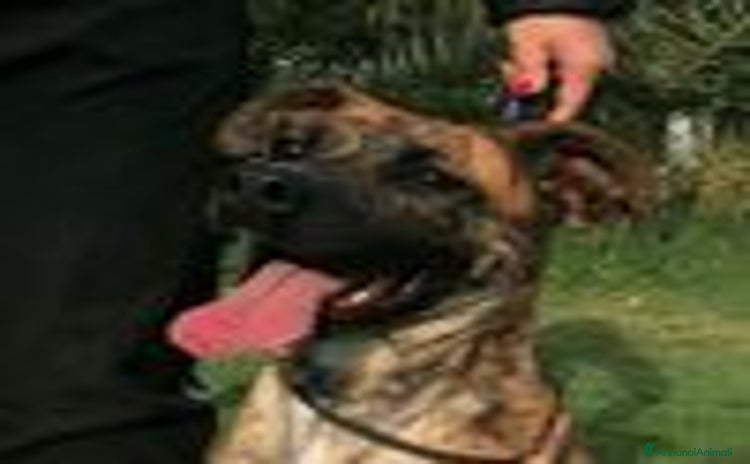 Boxer cani - Annuncio 6