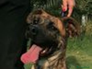 Boxer cani RUNA, MERAVIGLIOSA MIX BOXER - Annuncio 8