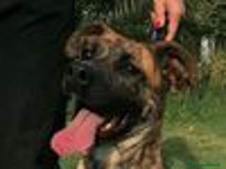 Boxer cani RUNA, MERAVIGLIOSA MIX BOXER - Annuncio 5