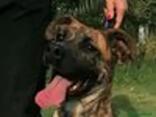 Boxer cani RUNA, MERAVIGLIOSA MIX BOXER - Annuncio 6