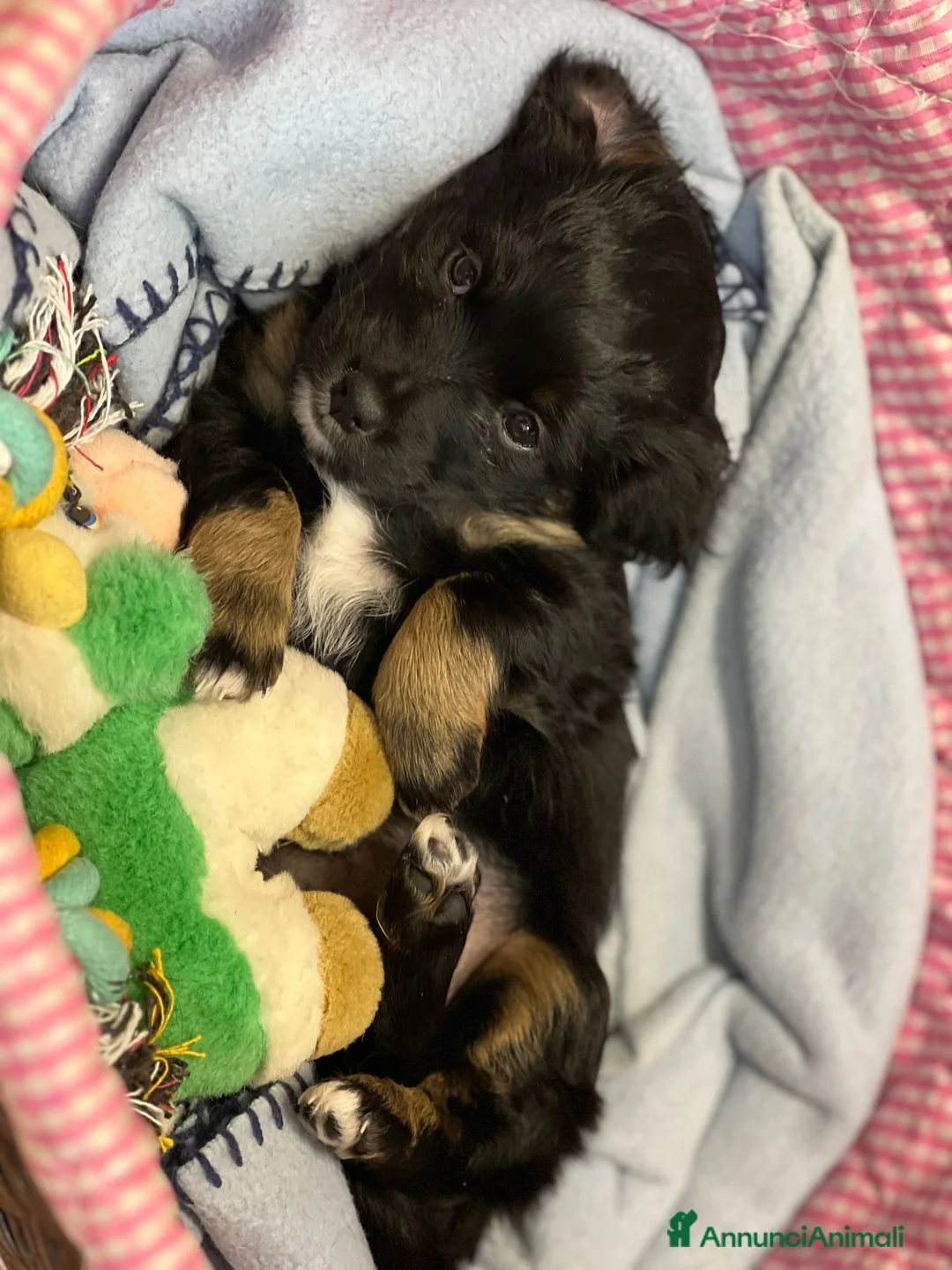 Meticcio cani in regalo: LILLY e NELLY a Città metropolitana di Roma Capitale - Annuncio 11