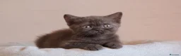 British gatti in vendita: British Shorthair  - Annuncio 11