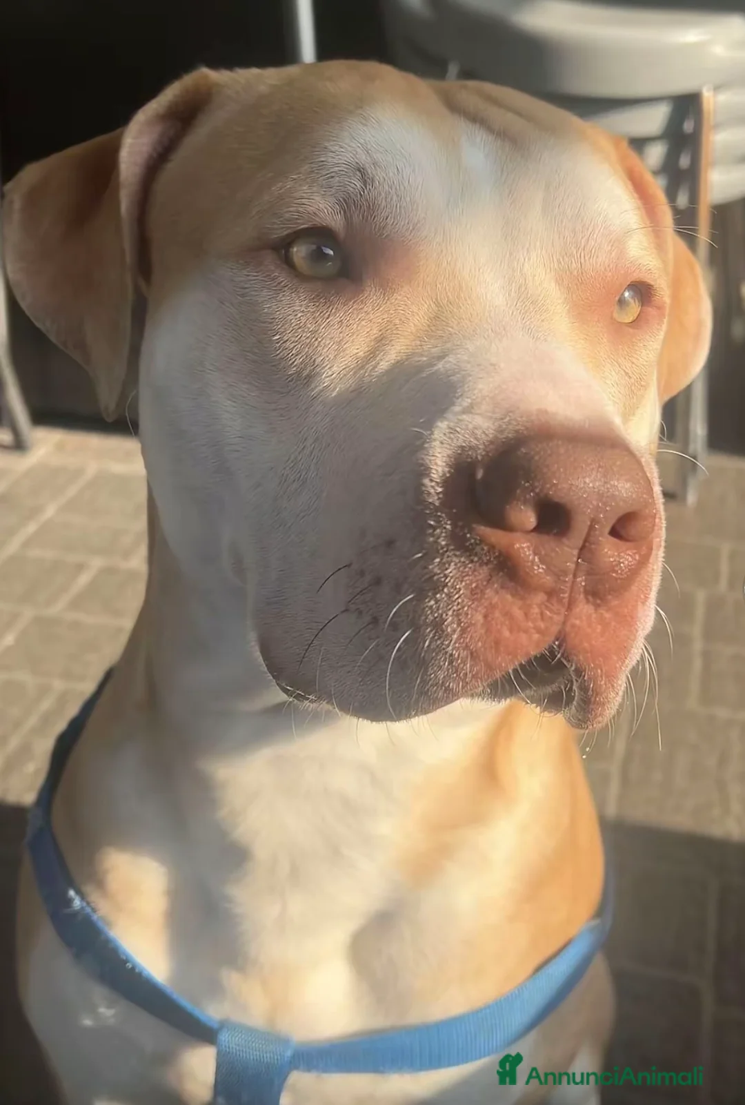 Altre razze cani in regalo: Regalo AMSTAFF  a Provincia di Pavia - Annuncio 1