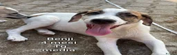 Meticcio cani in regalo: TENERI CUCCIOLI IN CERCA D'AMORE  a Provincia di Modena - Annuncio 4