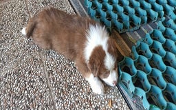 Australian Shepherd cani in vendita: cucciolata di sette fratelli con pedigree a Provincia autonoma di Trento - Immagine 7