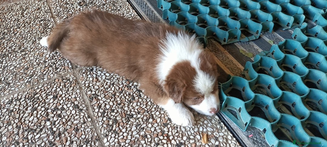 Australian Shepherd cani in vendita: cucciolata di sette fratelli con pedigree a Provincia autonoma di Trento - Immagine 7