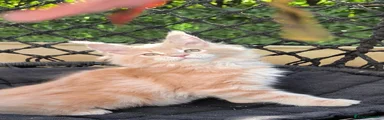 Maine Coon Gattino 2