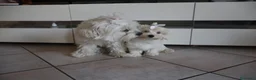 Maltese cani in vendita: Maltesino maschio di tre mesi a Provincia di Sondrio - Annuncio 2