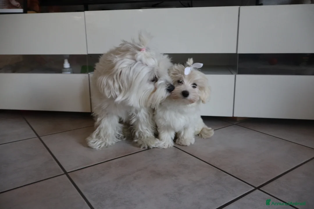 Maltese cani in vendita: Maltesino maschio di tre mesi a Provincia di Sondrio - Annuncio 2