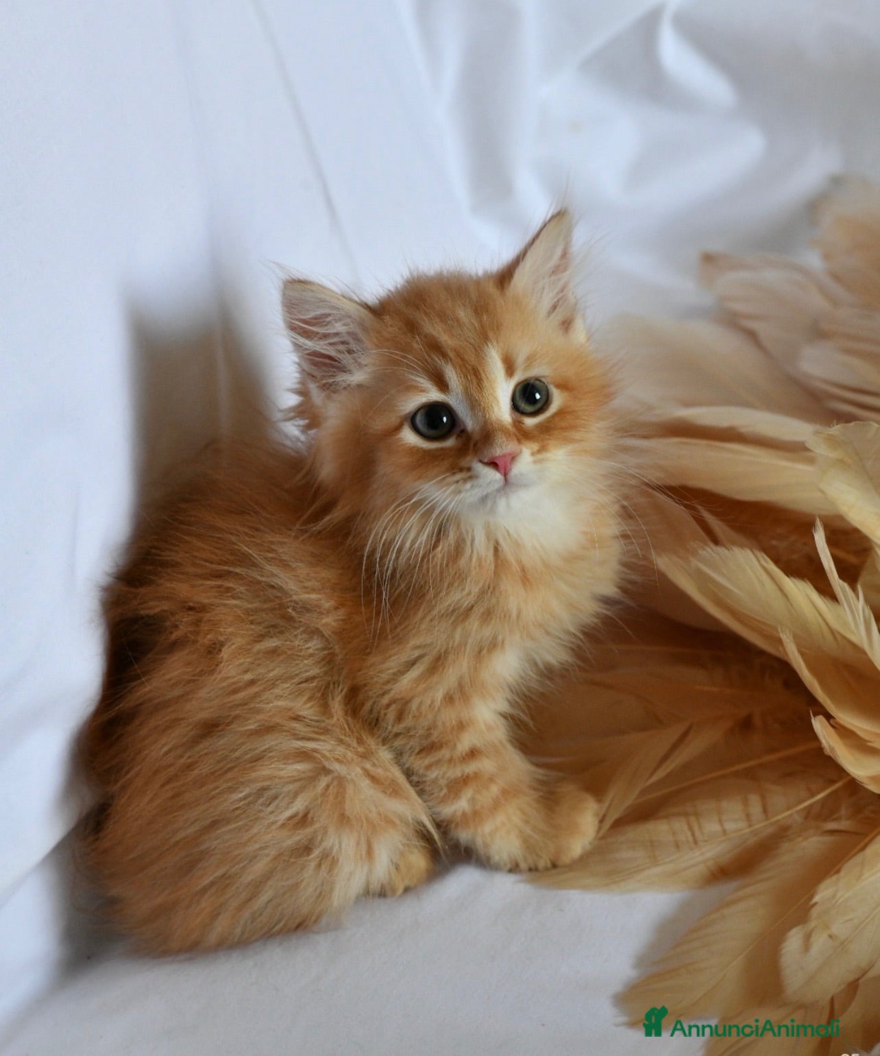 Siberiano gatti Cuccioli di Siberiano pedigree Anfi  - Annuncio 9