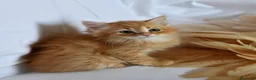 Siberiano gatti in vendita: Cuccioli di Siberiano pedigree Anfi  - Annuncio 1
