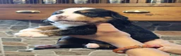 Bovaro del Bernese cani in vendita: Bovaro del bernese cuccioli disponibili - Annuncio 3