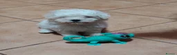 Maltese cani in vendita: Maltese cerca casa - Annuncio 6