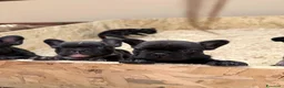Bulldog Francese cani in vendita: Bulldog francese  - Annuncio 7