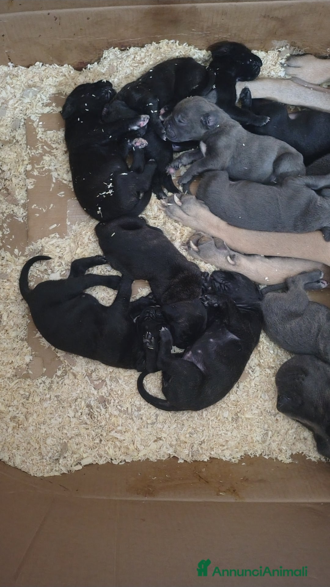 Cane Corso cani in vendita: Cane corso  - Annuncio 3