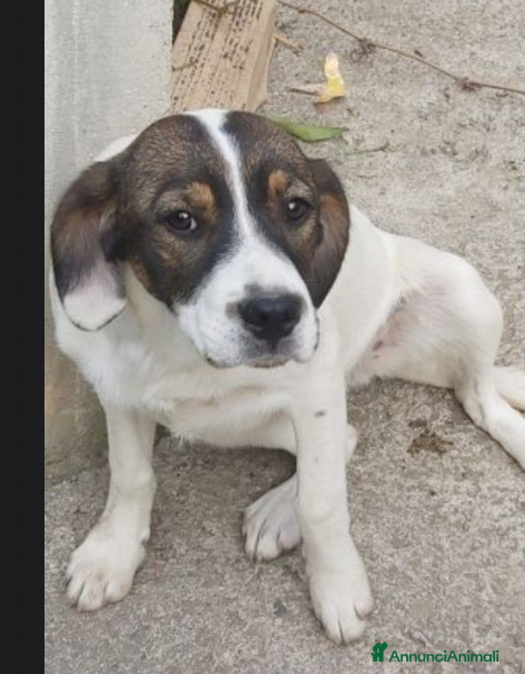 Meticcio cani in regalo: 2mix Breton 20mesi finiti in 1pessimo canile.CALAB a Città metropolitana di Milano - Annuncio 8