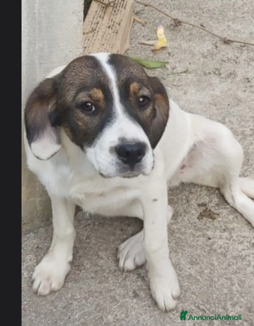 Meticcio cani in regalo: 2mix Breton 20mesi finiti in 1pessimo canile.CALAB a Città metropolitana di Milano - Annuncio 8