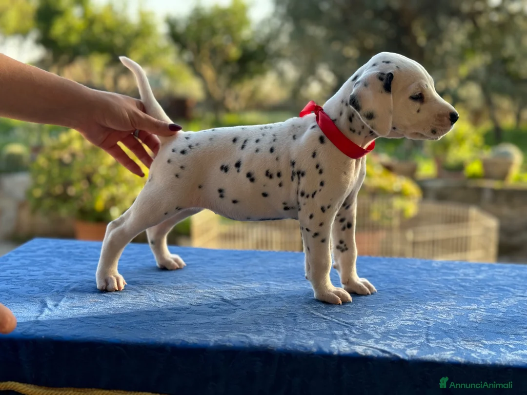 Dalmata cani in vendita: Splendidi cuccioli di Dalmata con pedigree a Città metropolitana di Milano - Annuncio 2