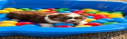 Australian Shepherd cani in vendita: Cucciolo pastore australiano  a Provincia di Perugia - Annuncio 3