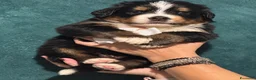 Bovaro del Bernese cani in vendita: Disponibili Cuccioli con pedigree di - Annuncio 5