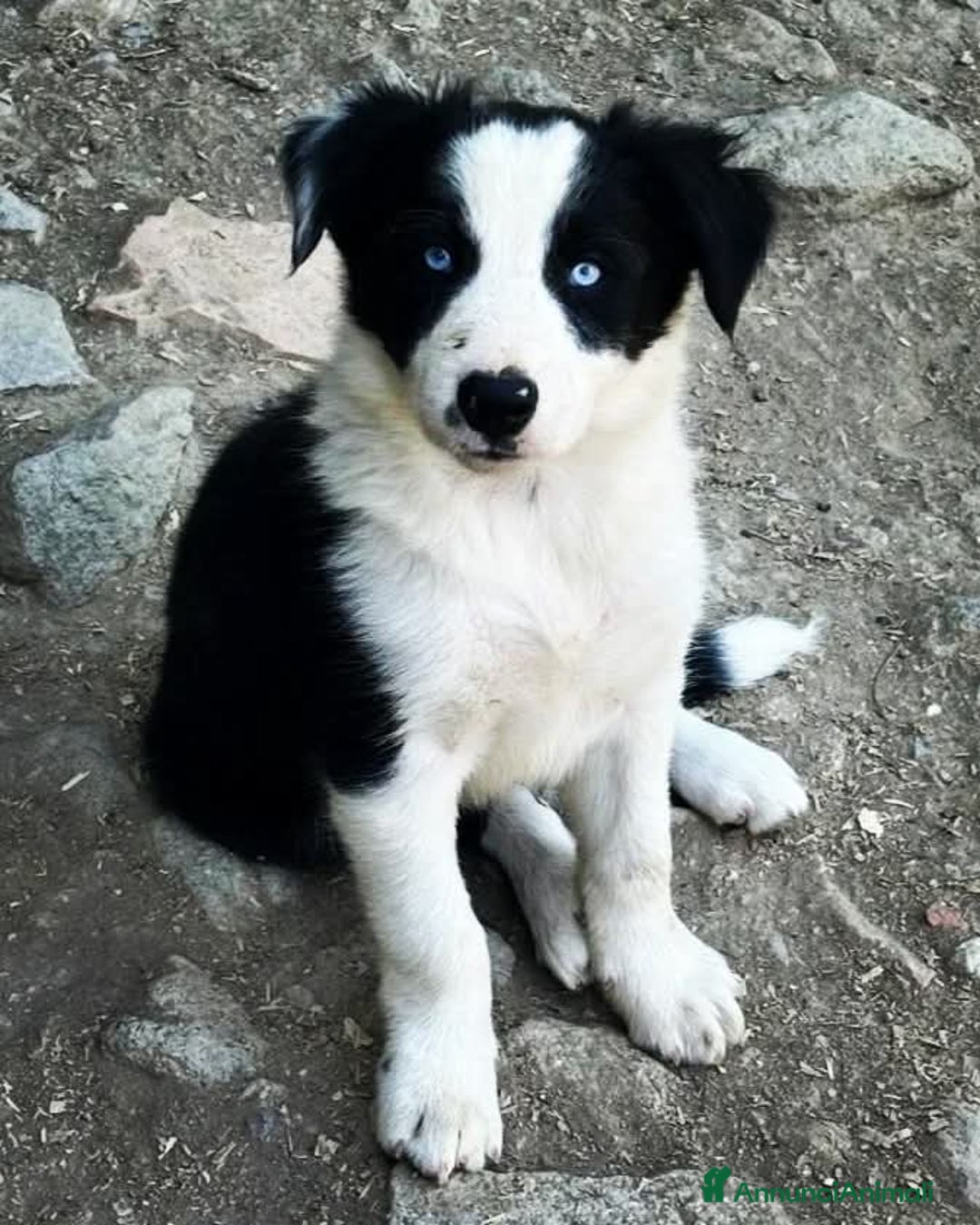 Border Collie cani in vendita: Cucciolone Border Collie linea da lavoro  - Annuncio 5