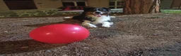 Australian Shepherd cani per accoppiamento: Pastore australiano per monta a Provincia di Vibo Valentia - Annuncio 2