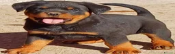 Rottweiler cani in vendita: Cuccioli rottweiler  - Annuncio 23