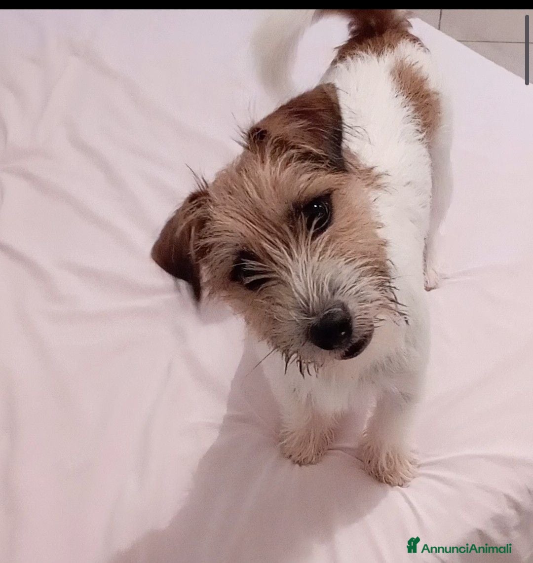 Jack Russell cani jack russell maschio per accoppiamento - Annuncio 1