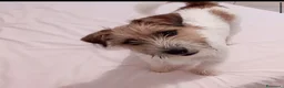 Jack Russell cani per accoppiamento: jack russell maschio per accoppiamento - Annuncio 1