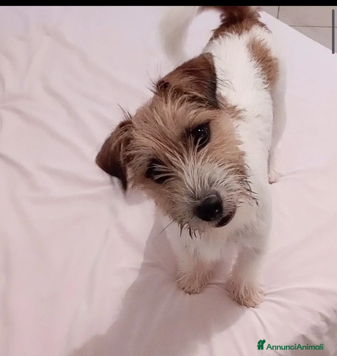 Jack Russell cani per accoppiamento: jack russell maschio per accoppiamento - Annuncio 1