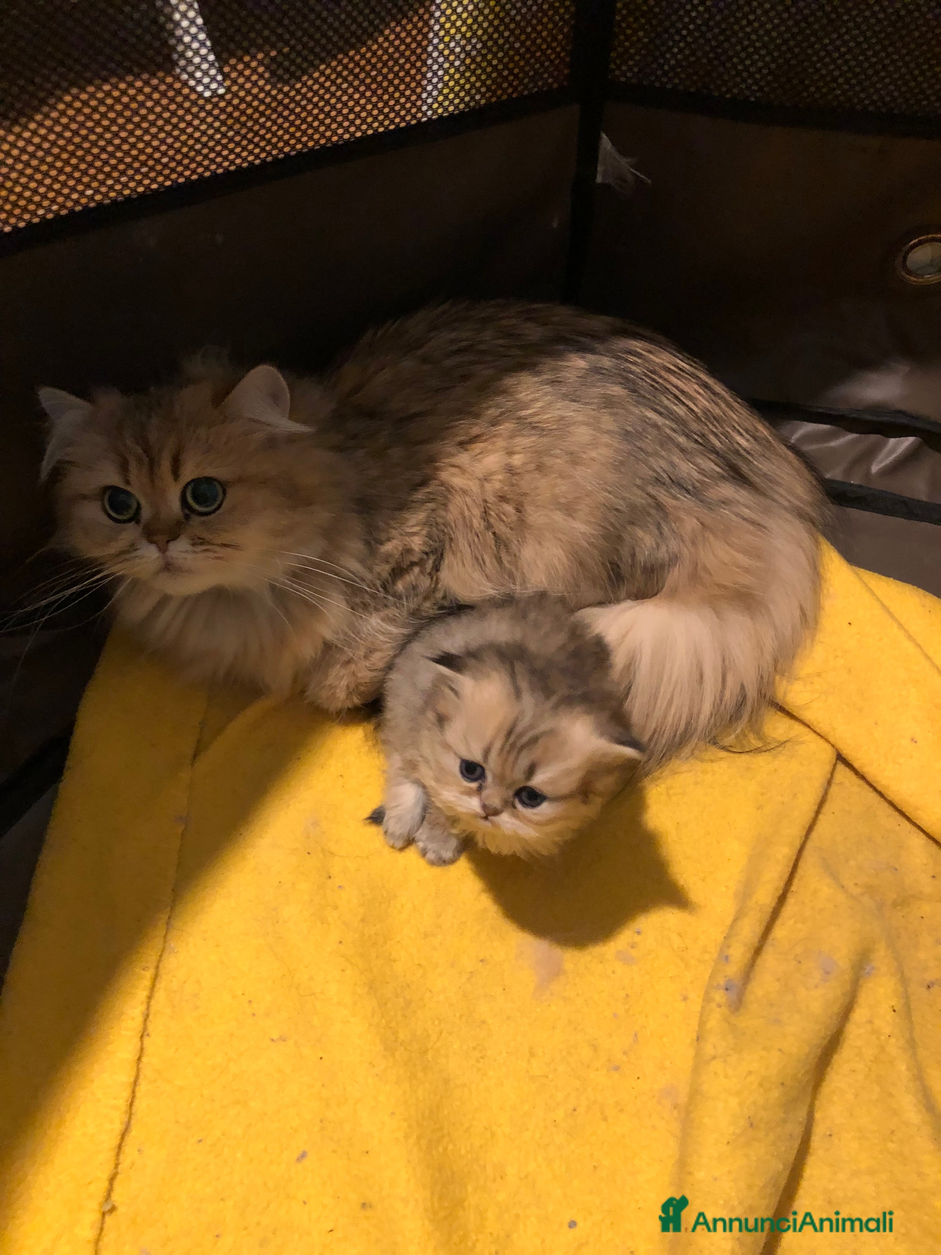 Persiano gatti in vendita: Cucciolo di gatto persiano chinchilla golden - Annuncio 2
