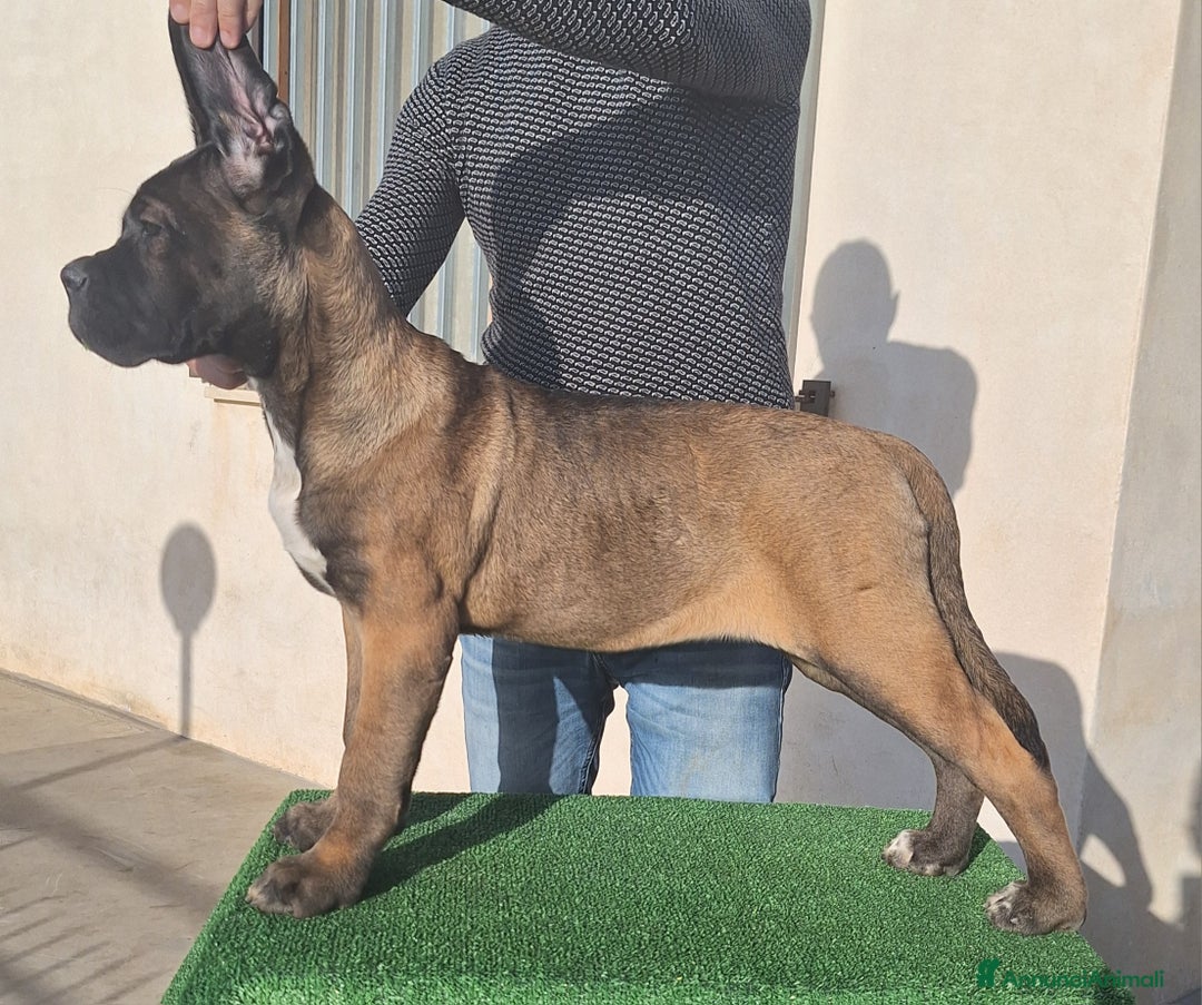 Cane Corso cani in vendita: Cucciole Cane Corso Pedigree - Annuncio 5