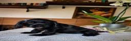 Cocker cani in vendita: Cuccioli di Cocker Spaniel Inglese  - Annuncio 7