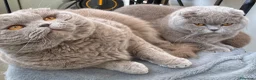 Scottish gatti per accoppiamento: Accoppiamento Scottish fold  - Annuncio 2